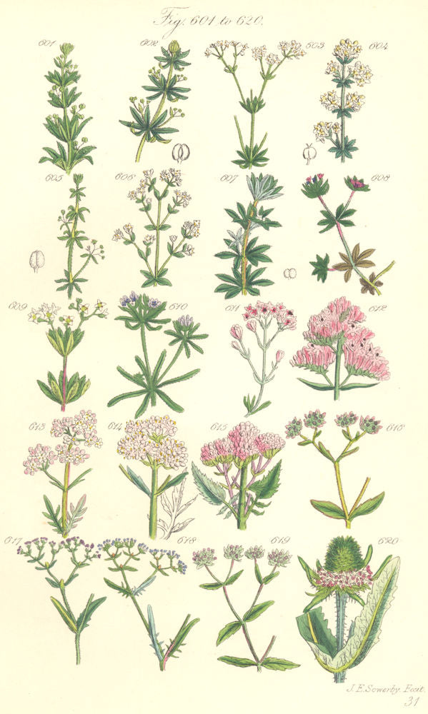 WILD FLOWERS. Bed-straw Woodruff Squinancy-wort Valerian Lambs Lettuce 1890